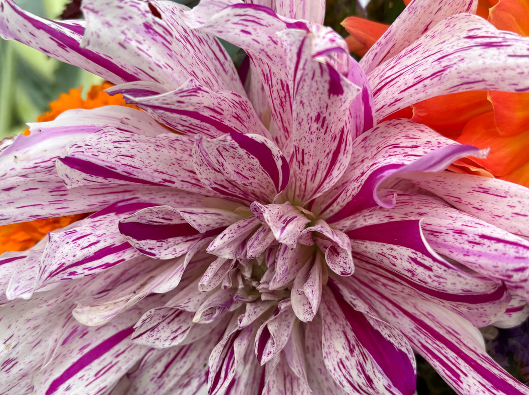 Spa City Farmers' Market-萨拉托加温泉必去景点