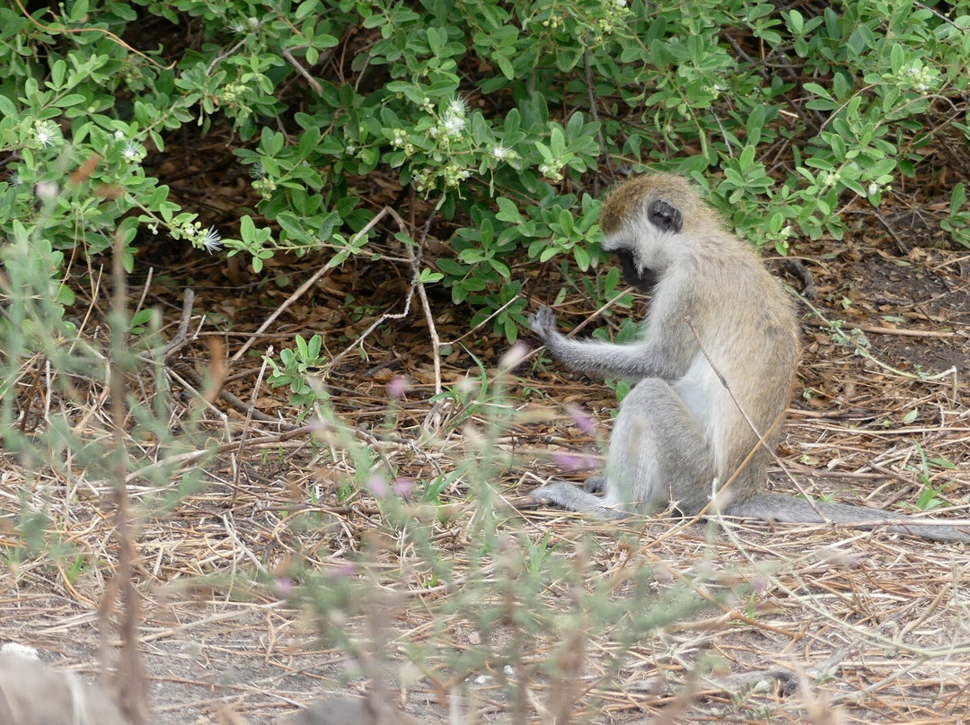 Cheeky Monkey Safaris-阿鲁沙必去景点