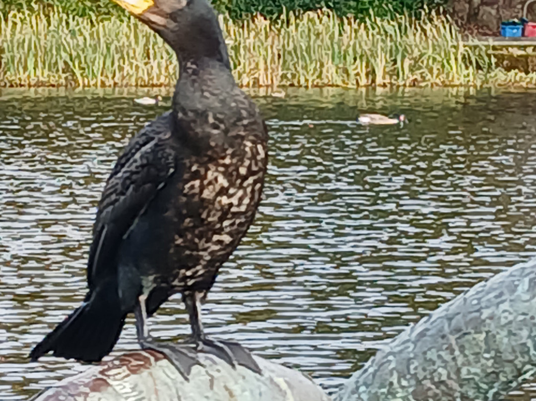Lakeside Boathouse-兰德林多德威尔斯必去景点