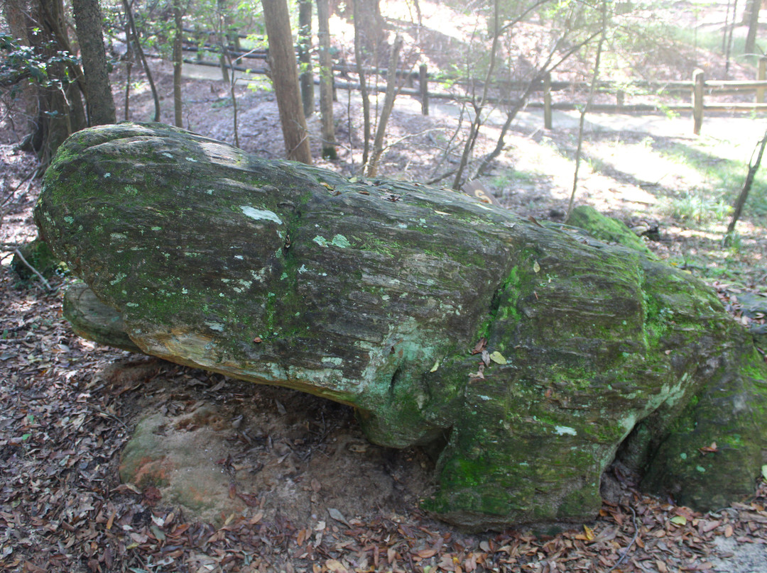 Mississippi Petrified Forest景点图片