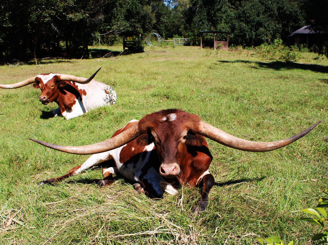 Longfellow Evangeline State Historic Site-Saint Martinville必去景点