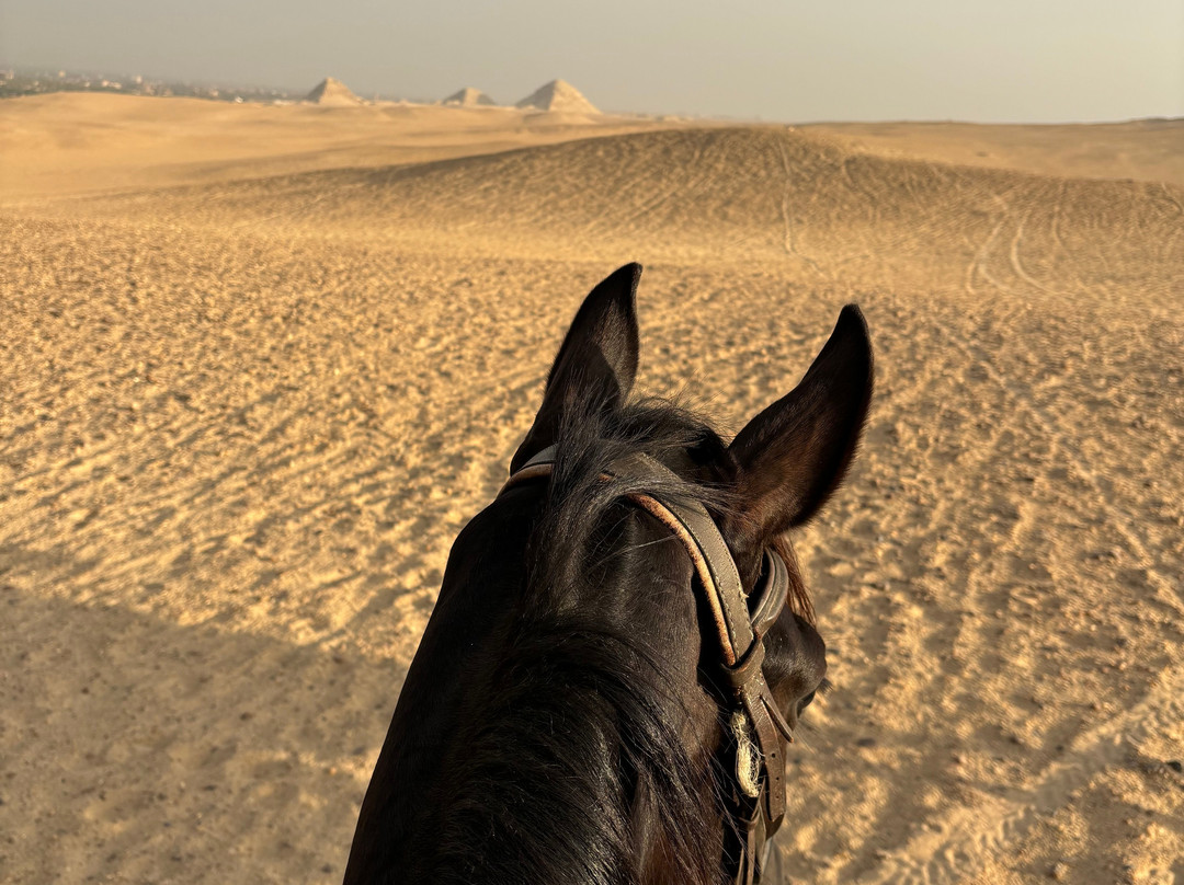 Cairo Horse Riding School-吉萨必去景点