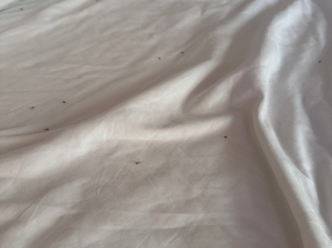 Siargao Latitude 10主图