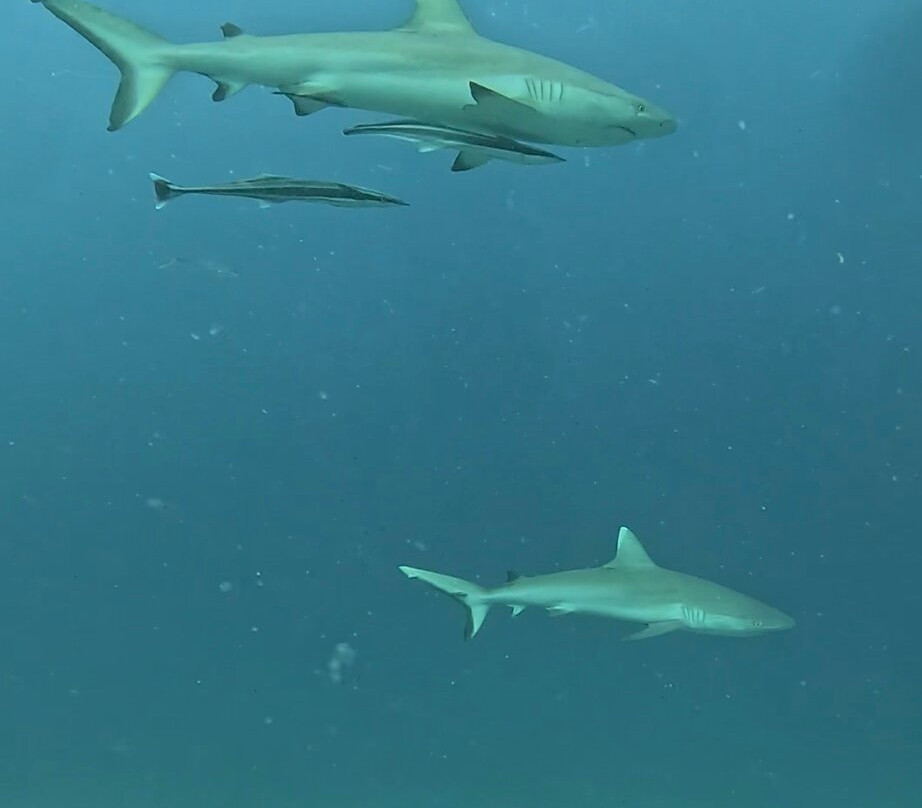 Sun Siyam Diving-伊露岛必去景点