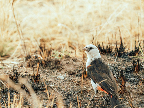 Tanzania Rollers Safari-阿鲁沙必去景点