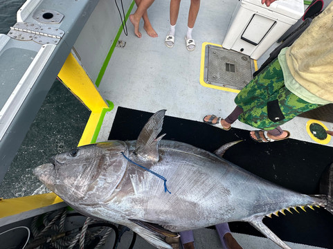 Pinwheel Tuna Fishing-Bailey Island必去景点