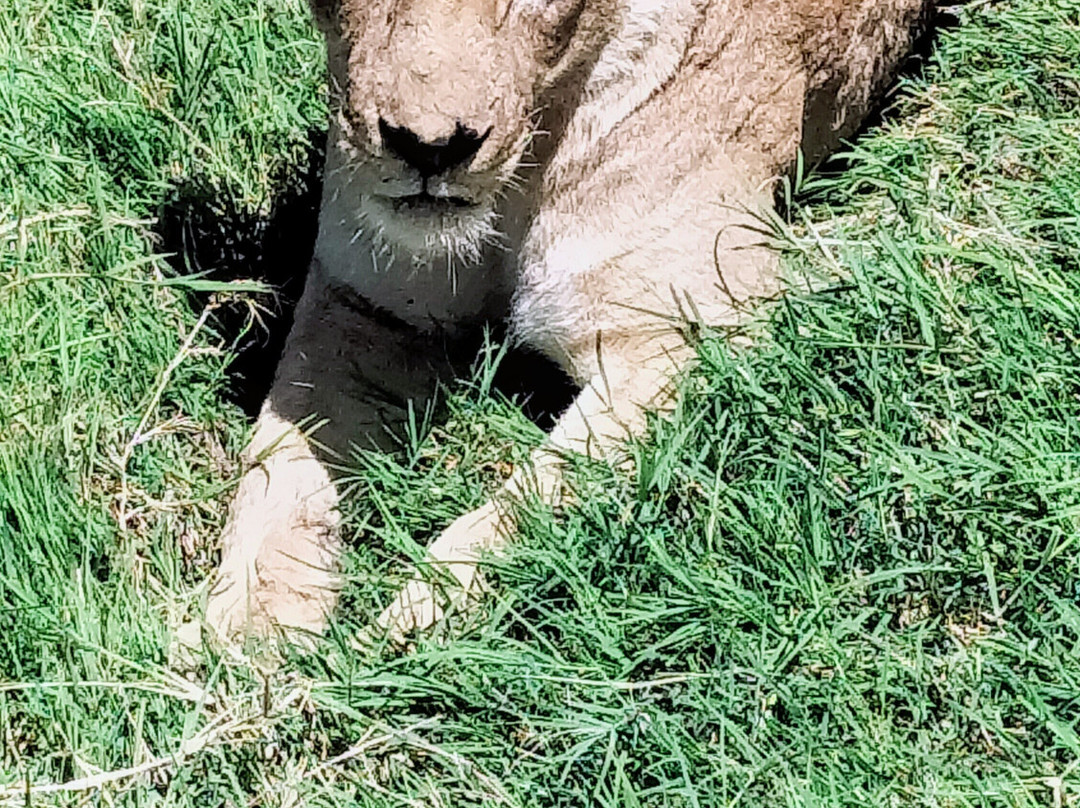 iTravel Safari & Expeditions-阿鲁沙必去景点