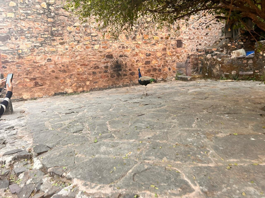 Ranthambore Fort-Ranthambhore Fort必去景点