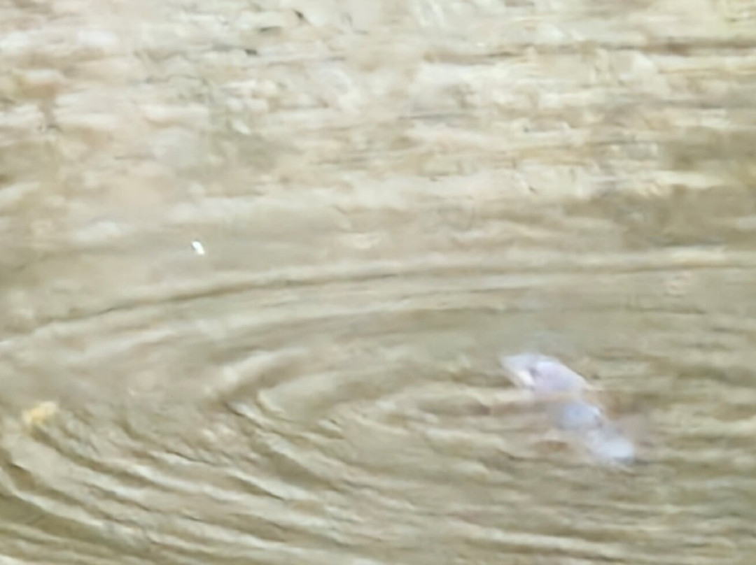 Bombala Platypus Reserve-Bombala必去景点