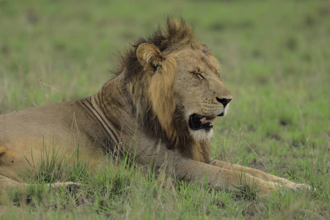 Cymo African Safaris, Uganda-恩德培必去景点