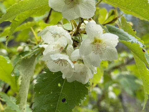 Wānaka Mountain Guides-瓦纳卡必去景点