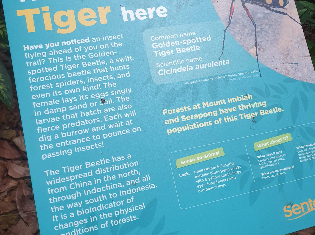 Imbiah Lookout-圣淘沙岛必去景点