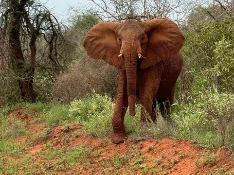 Epic Views Tours & Travel-内罗毕必去景点