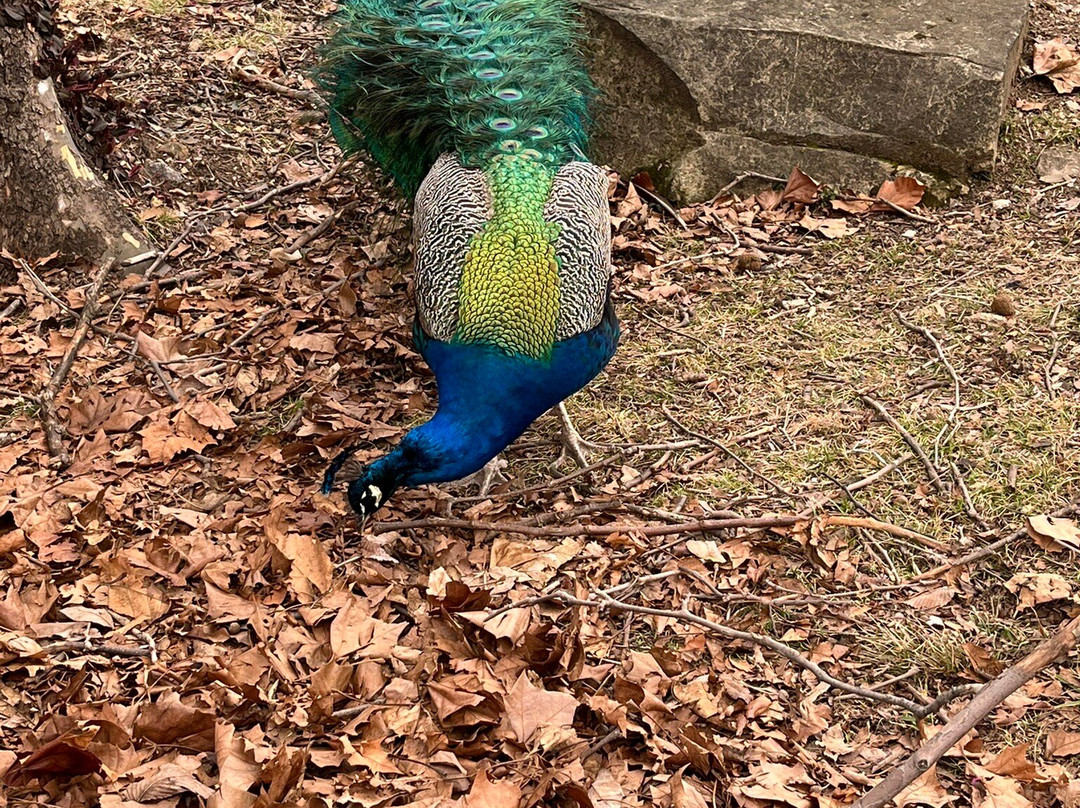 Riverside Park and Ralph Mitchell Zoo-Independence必去景点