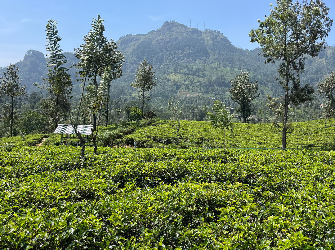 Nana's Lanka Tours & Travels-尼甘布必去景点