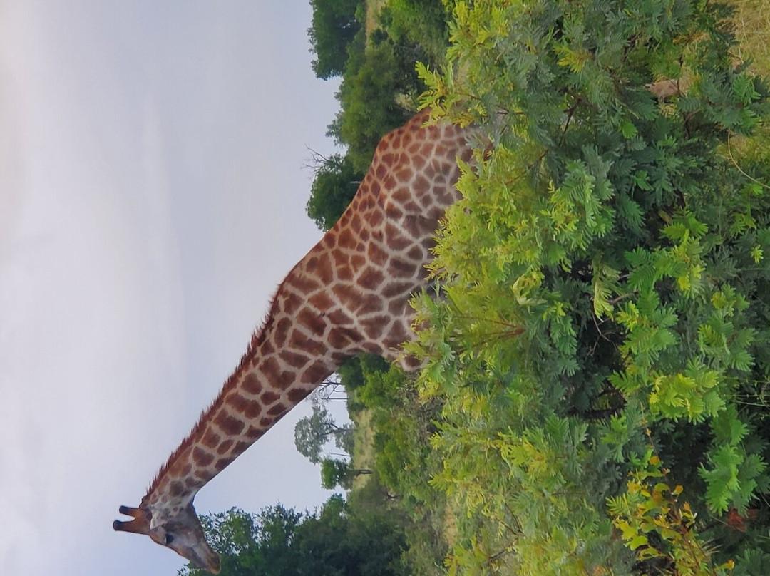 Nhongo Safaris-克鲁格国家公园必去景点