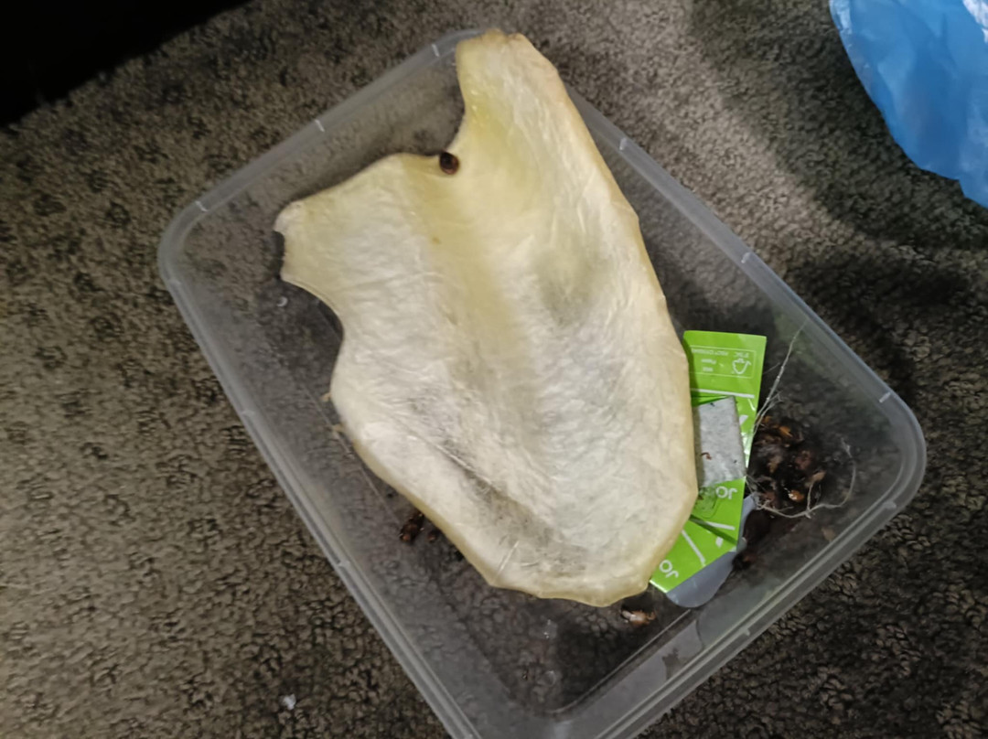 Willows Motel Goulburn主图