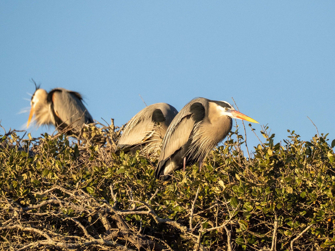 Aransas Bay Birding Charters-罗克波特必去景点
