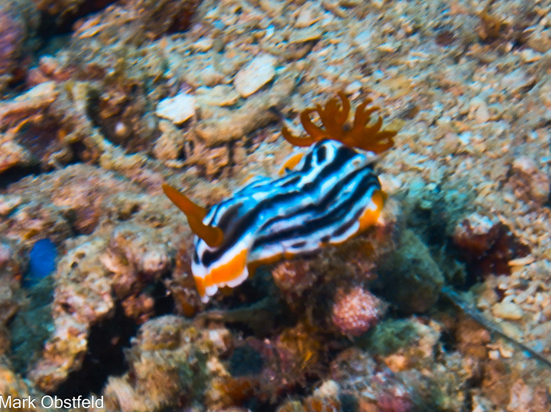 Marine Conservation Philippines-桑博安吉塔必去景点