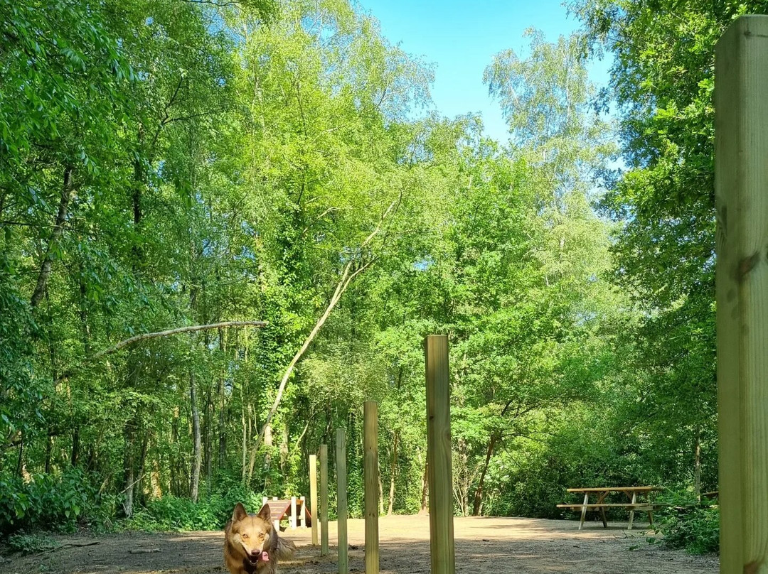 Foxies Forest景点图片