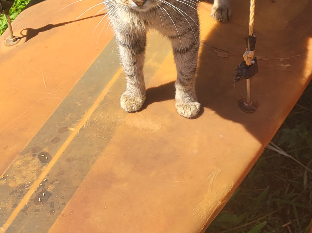 拉奈动物救援中心-拉奈市必去景点