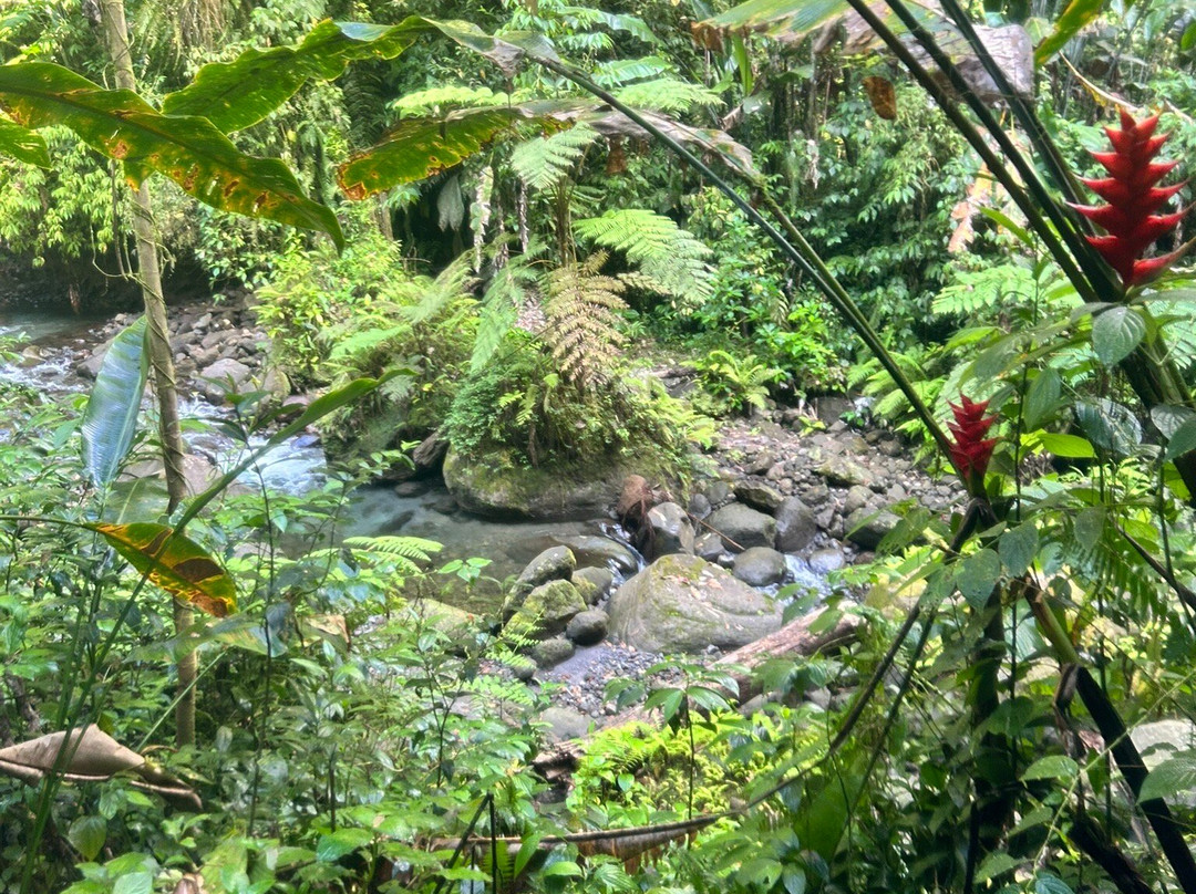 Les Gorges de la Falaise-马提尼克必去景点