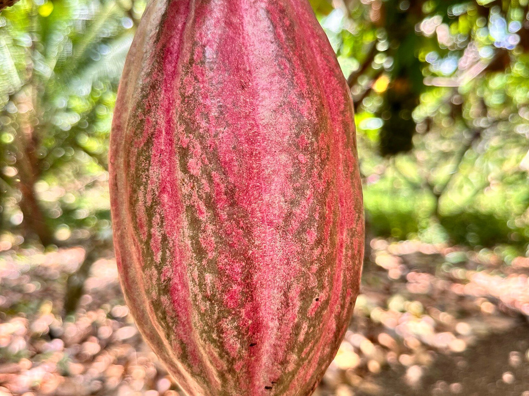Tree Chocolate Tour-Upala必去景点