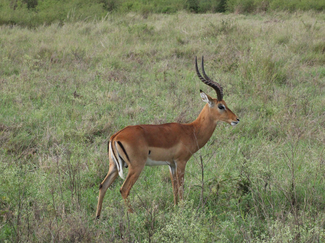 Heritawi safaris-Karen必去景点