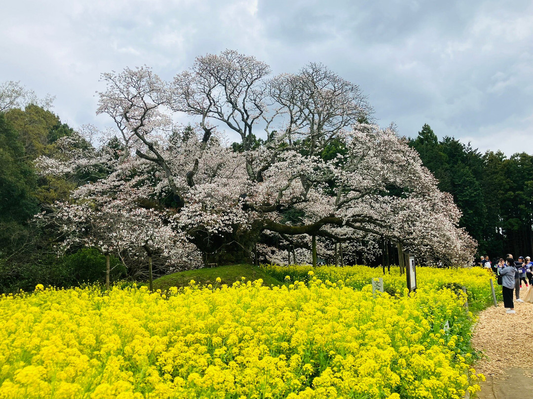 Yoshitaka no Ozakura-印西市必去景点