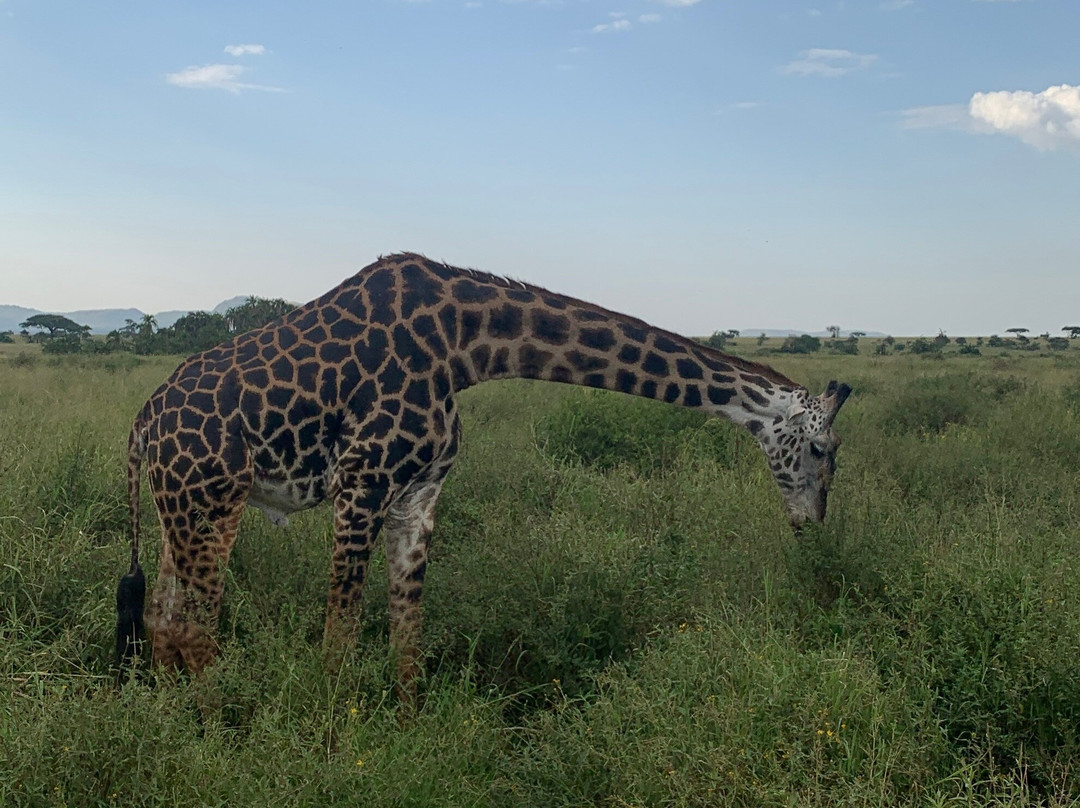 Nature Horizons Tours-纽约市必去景点