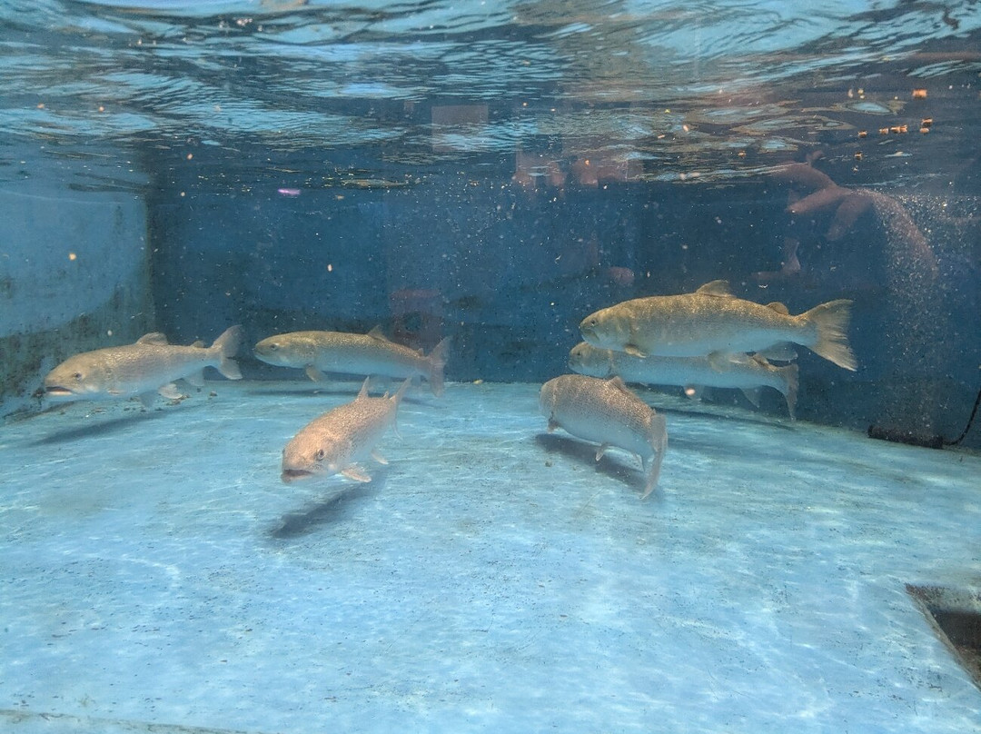 Shibetsu Salmon Park-标津町必去景点