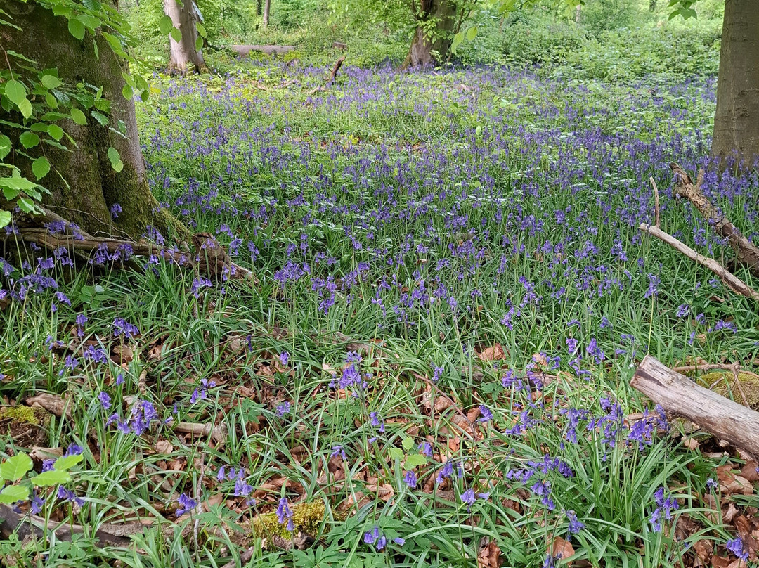 Haresfield Beacon And Standish Wood景点图片