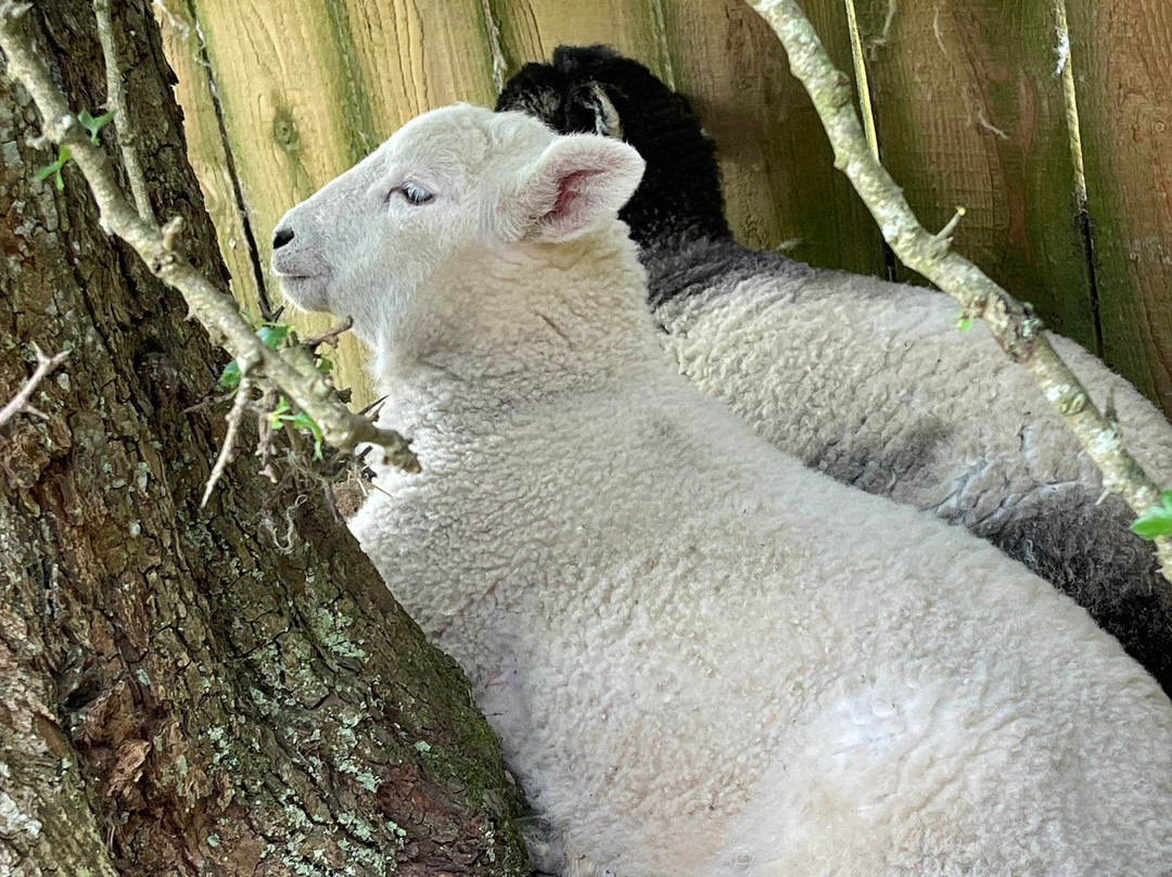 Irish Working Sheepdogs-基尔代尔郡必去景点