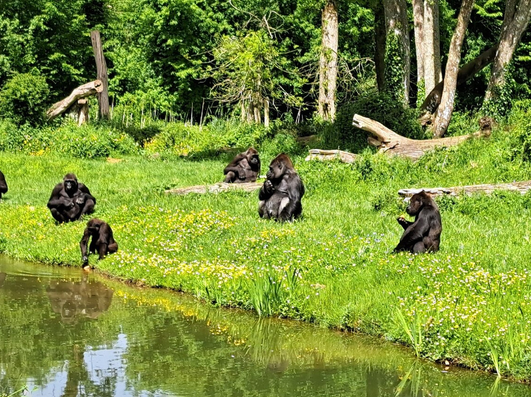 La Vallée des Singes景点图片