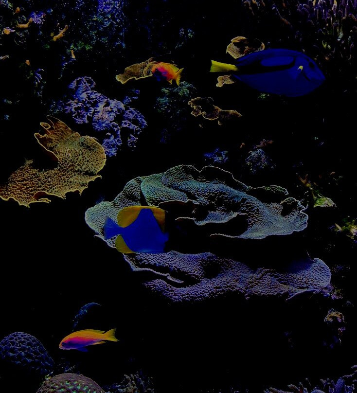 Sea Life Scarborough景点图片