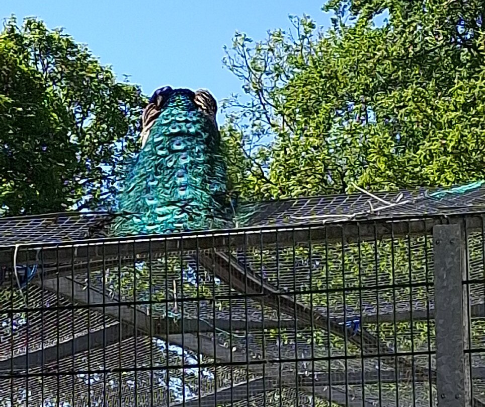 Peacocks in Pittencrieff Park-丹弗姆林必去景点