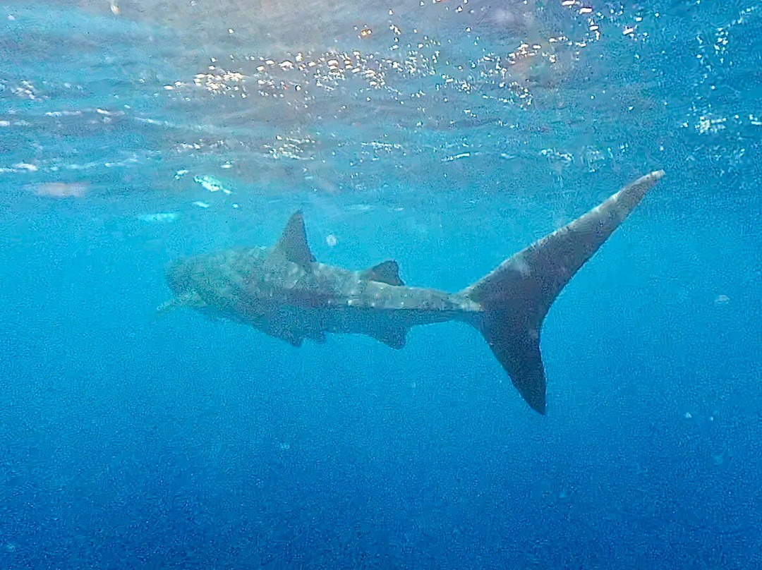 Ningaloo Discovery-埃克斯茅斯必去景点