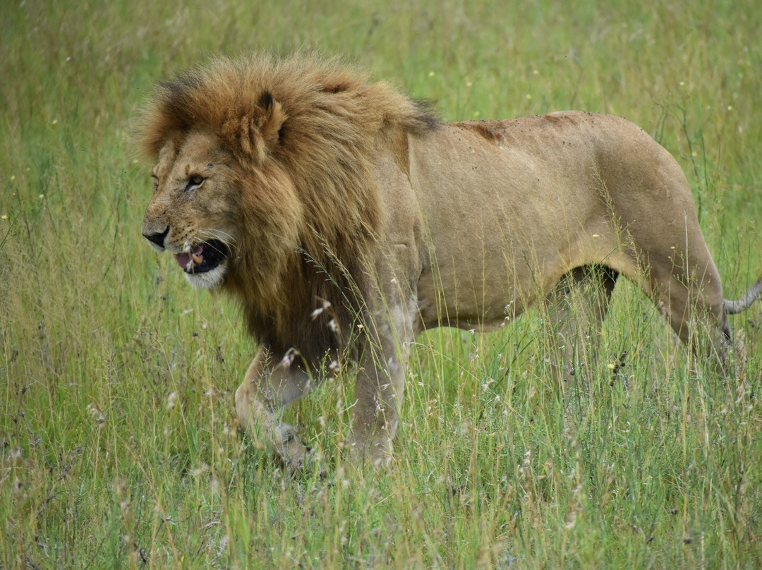 Safari 56 Limited-Dar es Salaam必去景点