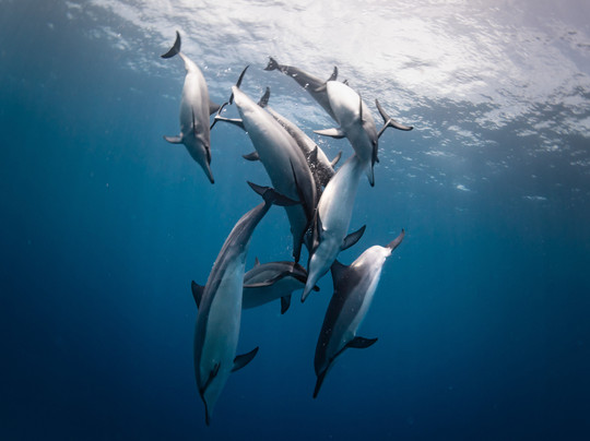 Aquatic Life Divers, Kona
