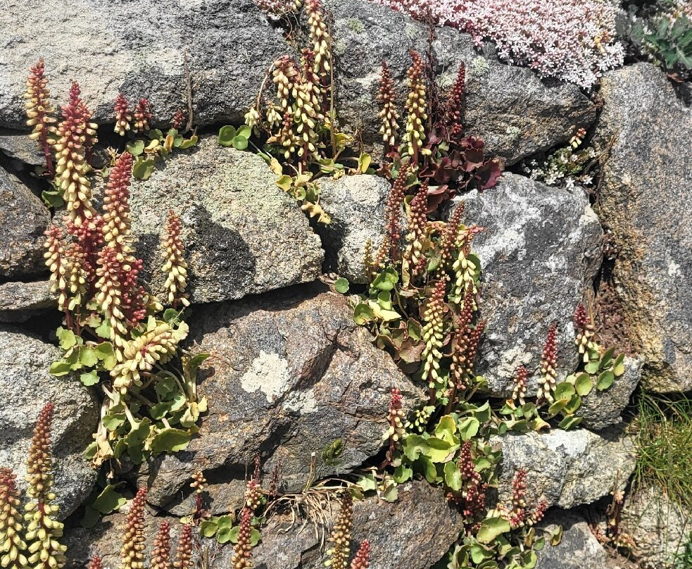 Church Cove, Landewednack-Lizard必去景点