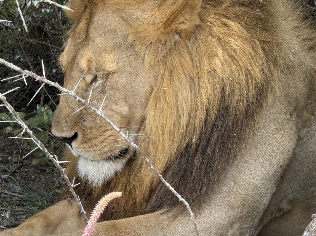 Saadani Pangani Camps And Tours-Pangani必去景点