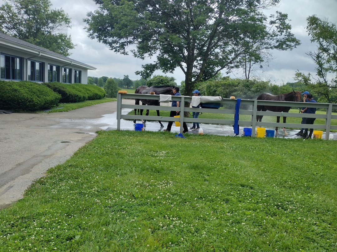 Pin Oak Stud-Versailles必去景点