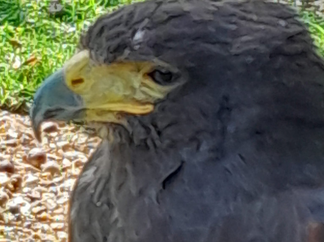 West Sussex Falconry景点图片