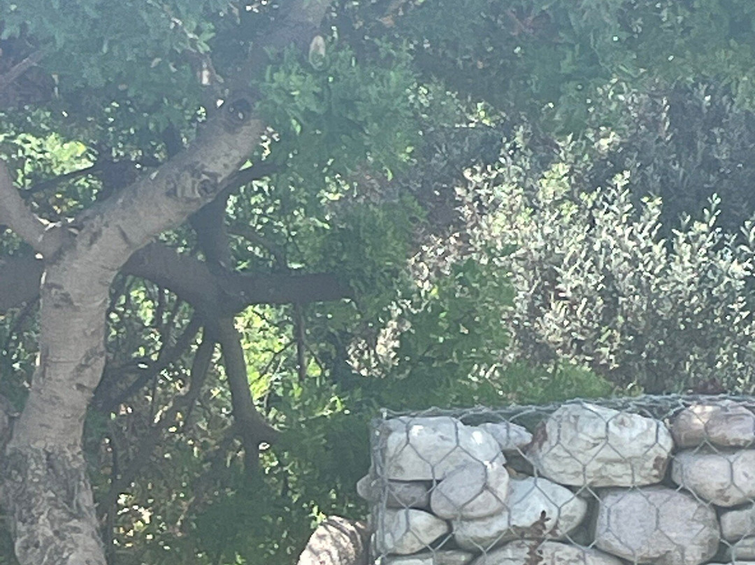 Caribbean Beach bar-Chrani必去景点