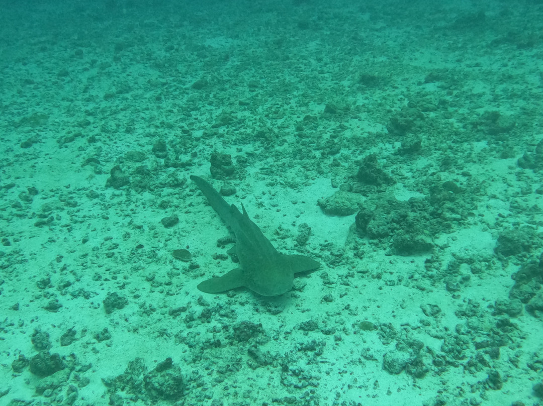 Diving Bluetribe Moofushi-南阿里环礁必去景点