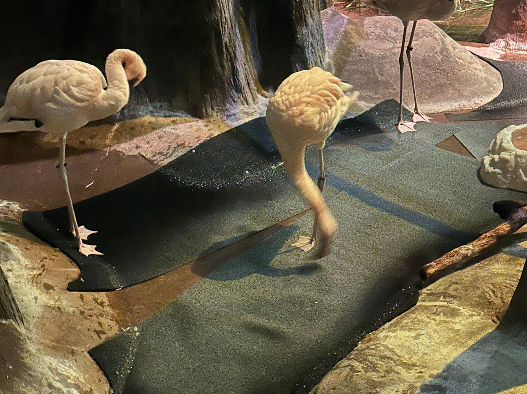 Johnny Morris' Wonders of Wildlife National Museum and Aquarium-斯普林菲尔德必去景点