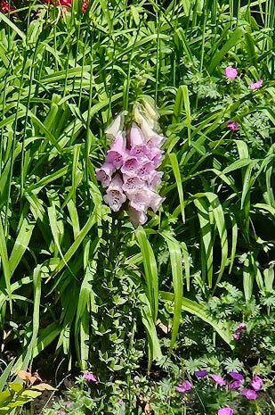 Oz Park-芝加哥必去景点