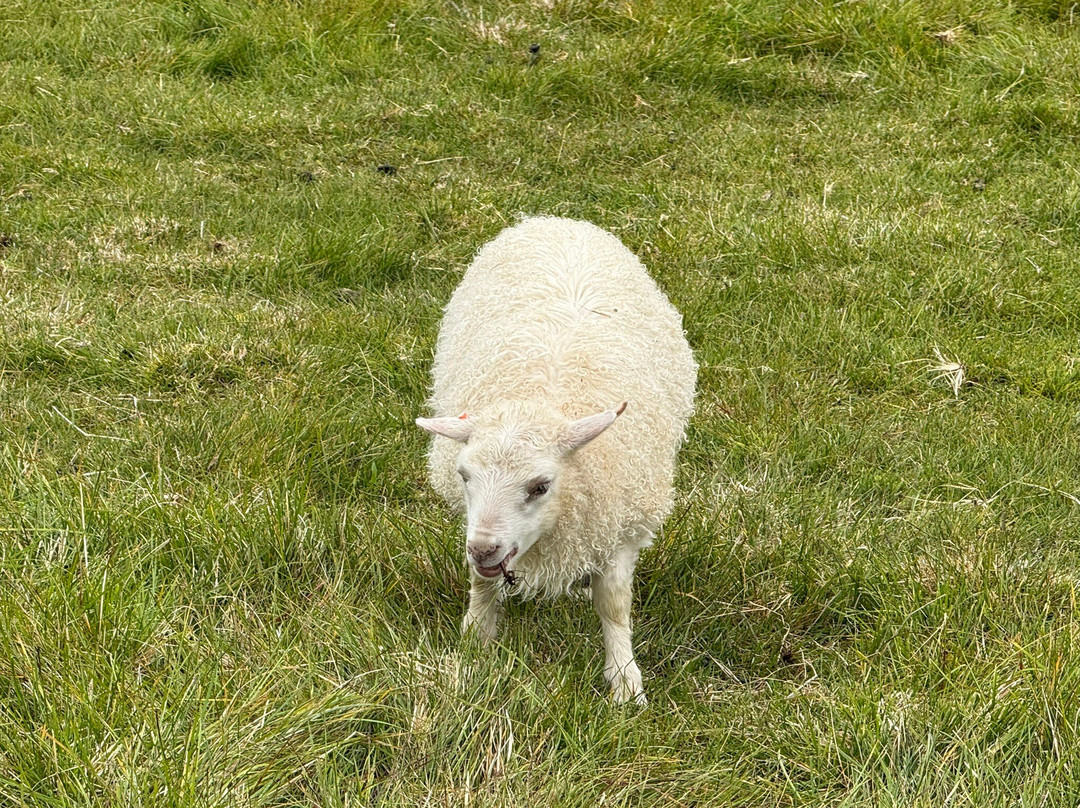 Petting Zoo Daladýrd-阿克雷里必去景点