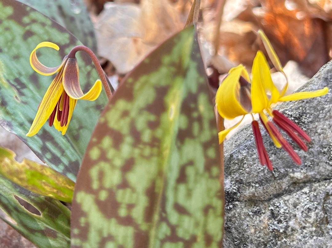 Parc Regional des Iles-de-Saint-Timothee-Salaberry-de-Valleyfield必去景点