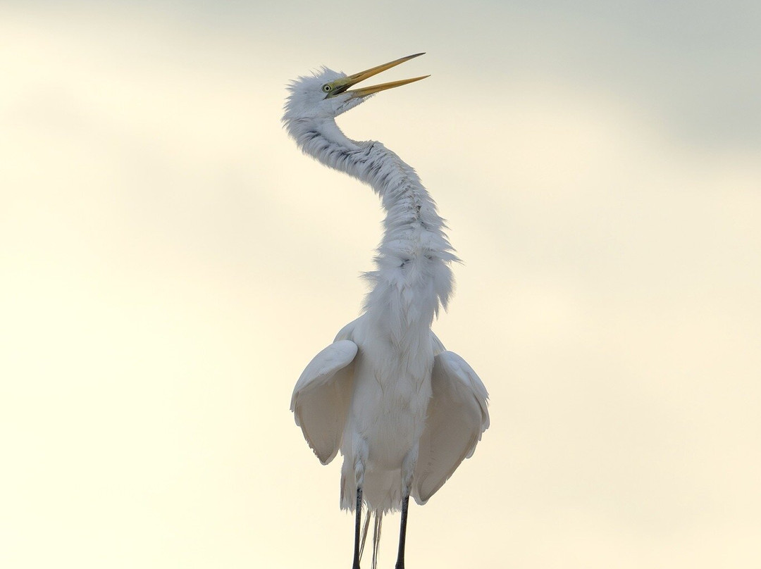 Lowcountry Photo Safaris-博福特必去景点